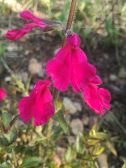 Salvia angustiarum