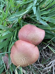Hortiboletus