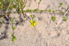 Aspalathus crassisepala