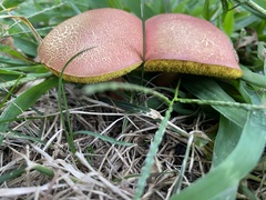 Hortiboletus