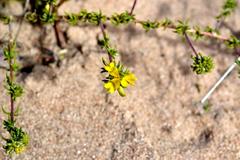 Aspalathus crassisepala