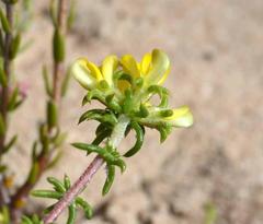 Aspalathus crassisepala