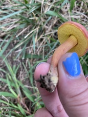 Hortiboletus