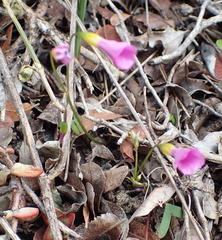 Oxalis dichotoma