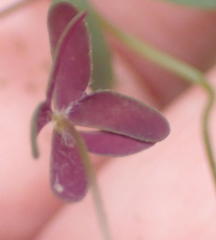 Oxalis dichotoma