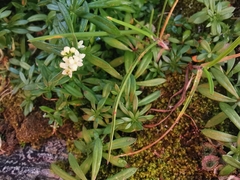 Galium anisophyllon