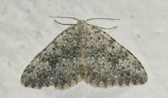 Coenotephria ablutaria