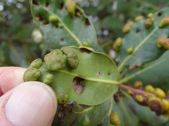 Eriophyes inermae
