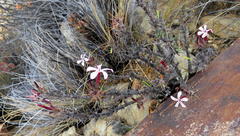 Pachypodium succulentum