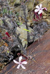 Pachypodium succulentum