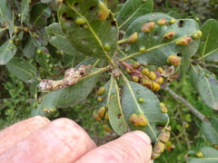 Eriophyes inermae