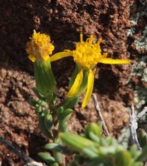 Senecio acutifolius