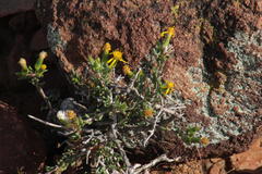Senecio acutifolius
