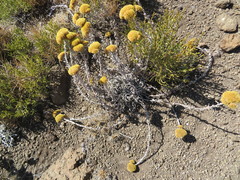 Helichrysum subglomeratum