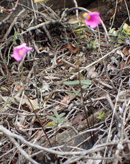 Oxalis dichotoma