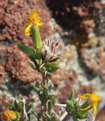 Senecio acutifolius