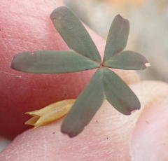 Oxalis dichotoma
