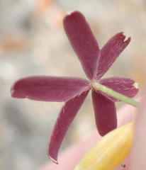 Oxalis dichotoma
