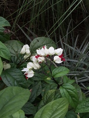 Clerodendrum thomsoniae