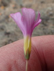 Oxalis dichotoma