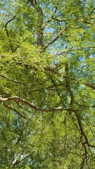 Vachellia farnesiana