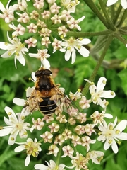 Eristalis jugorum
