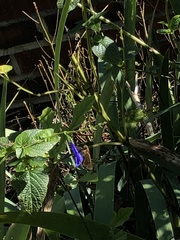 Pyrausta inornatalis