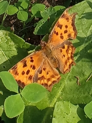 Polygonia c-album