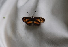 Castilia eranites