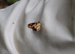 Castilia eranites