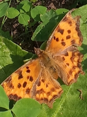 Polygonia c-album