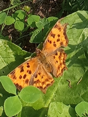 Polygonia c-album