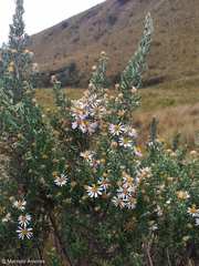 Diplostephium ericoides