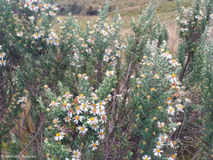 Diplostephium ericoides