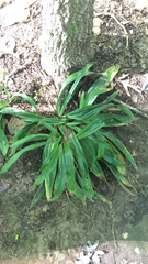 Careyanae