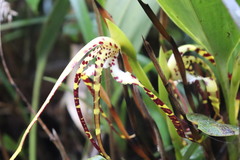 Maxillaria speciosa