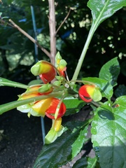 Impatiens niamniamensis