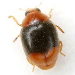 Scymnus semiruber