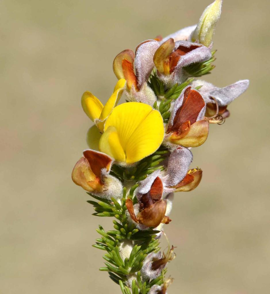 Larch Capegorse