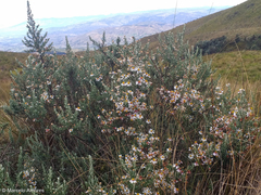 Diplostephium ericoides