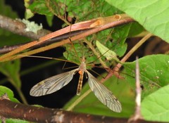 Tipula ultima