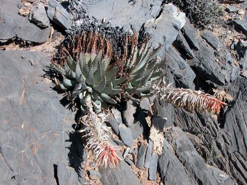 Aloe pachygaster image