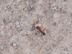 Amoimyrmex