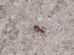 Amoimyrmex