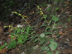 Solidago sphacelata