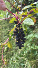 Phytolacca americana