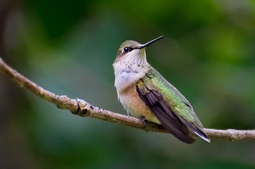 Ruby-throated Hummingbird photographed in Michigan