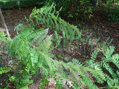 Indigofera heterantha