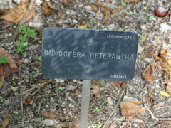 Indigofera heterantha