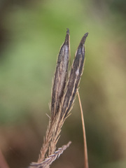 Osmorhiza purpurea